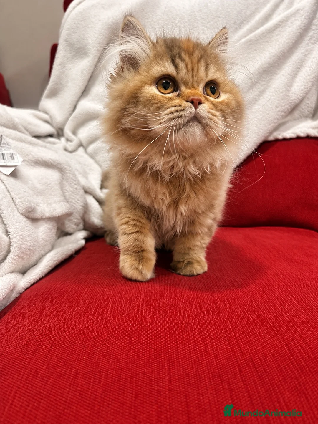 Británico de Pelo Largo gatos en venta: Hembra British Longhair  - Anuncio 2