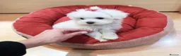 Bichón Maltés perros en venta: Bichón Maltés  - Anuncio 2