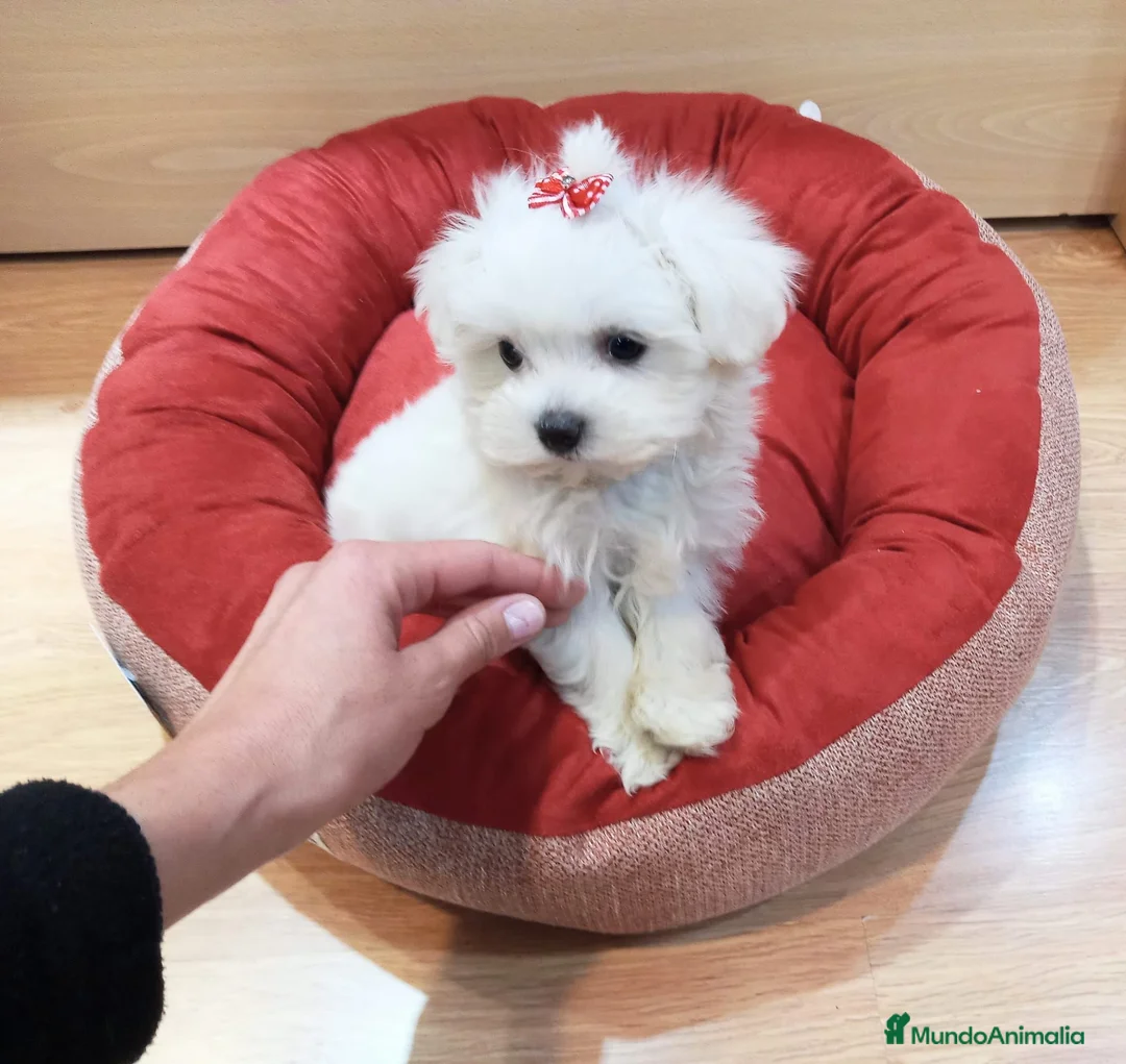 Bichón Maltés perros en venta: Bichón Maltés  - Anuncio 2