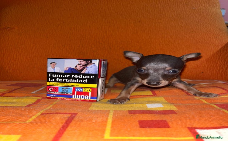 Ratón de Praga perros - Propaganda 1