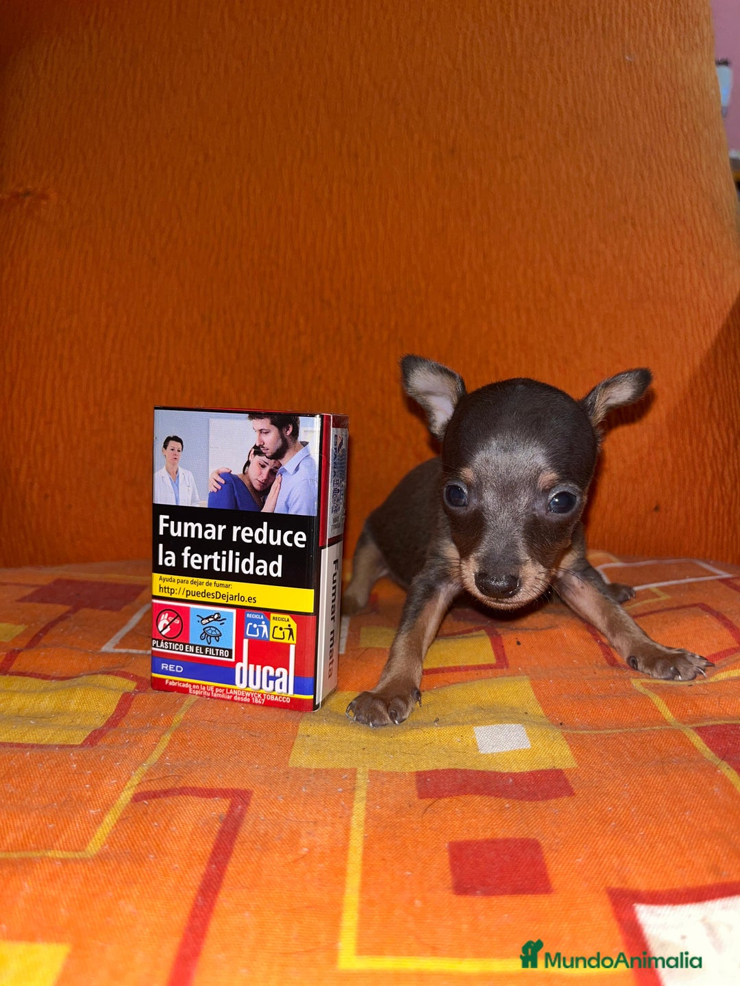 Ratón de Praga perros en venta: Ratón de praga  - Imagen 1