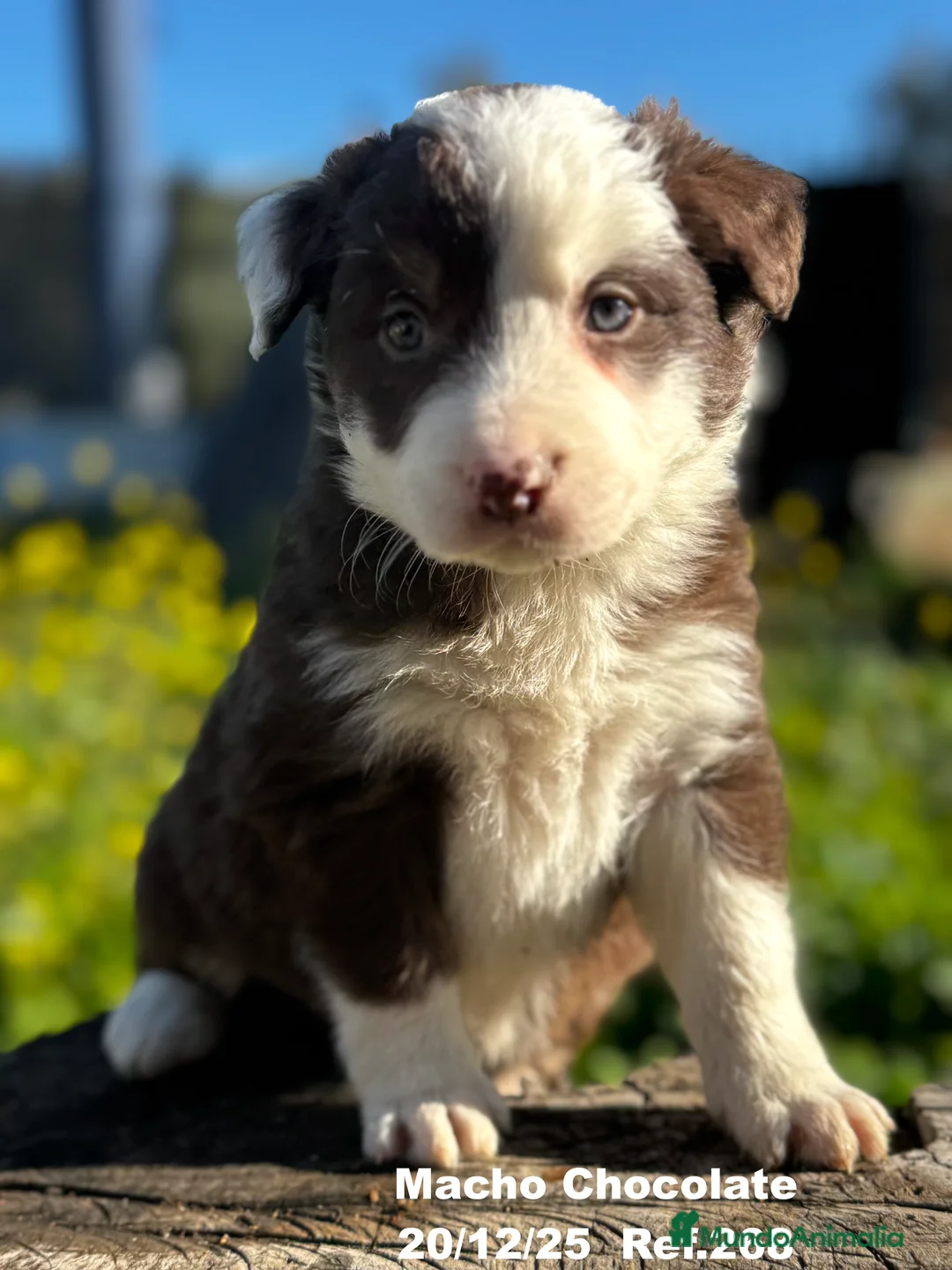 Border Collie perros en venta: BORDER COLLIE DE VILLA BIZNAGA - Anuncio 2