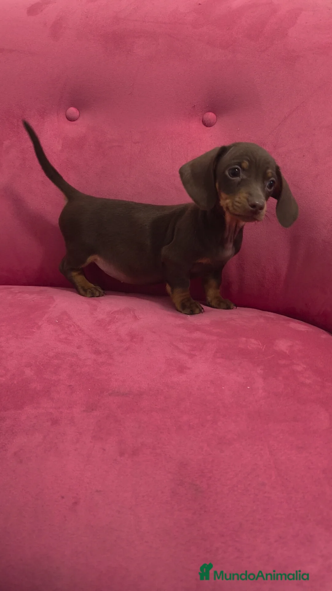 Teckel Miniatura perros en venta: Teckel kanichen chocolate hembra y macho  - Anuncio 11