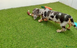 Teckel perros en venta: Teckel arlequin - Imagen 2