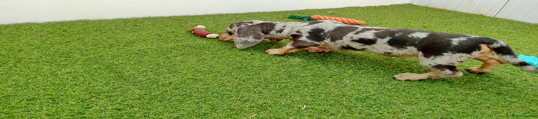 Teckel Cachorro 1