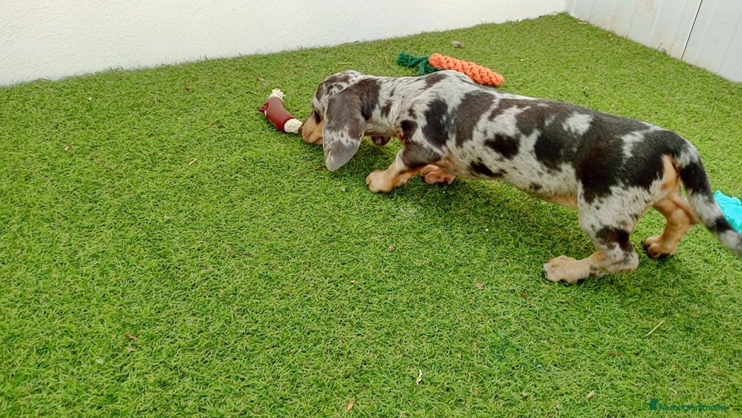 Teckel perros en venta: Teckel arlequin - Imagen 2