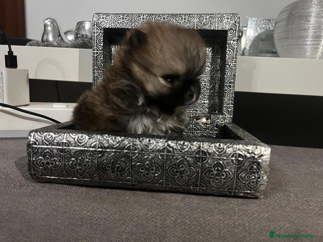 Pomerania perros en venta: Pomerania toy - Imagen 2