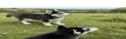 Husky Siberiano perros en venta: Husky siberiano anuncio real  - Anuncio 6