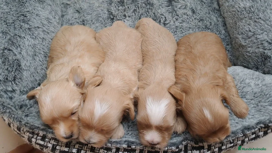 Maltipoo perros en venta: Cachorritos de Maltipoo  - Anuncio 2