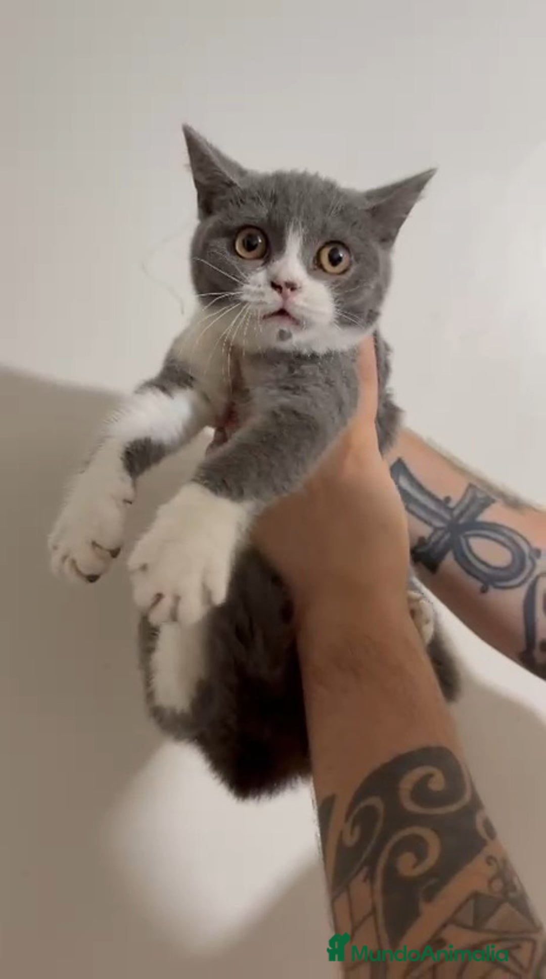 Británico de Pelo Corto gatos en venta: British Shorthair - Imagen 4