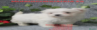 Bichón Maltés Cachorro 6