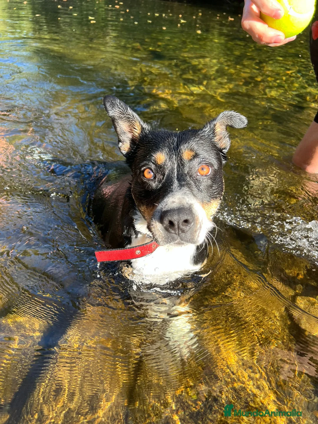 Raza Mixta perros en adopcion: Mika  - Anuncio 4