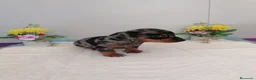 Teckel perros en venta: Preciosos teckel muy cariñosos  - Anuncio 7