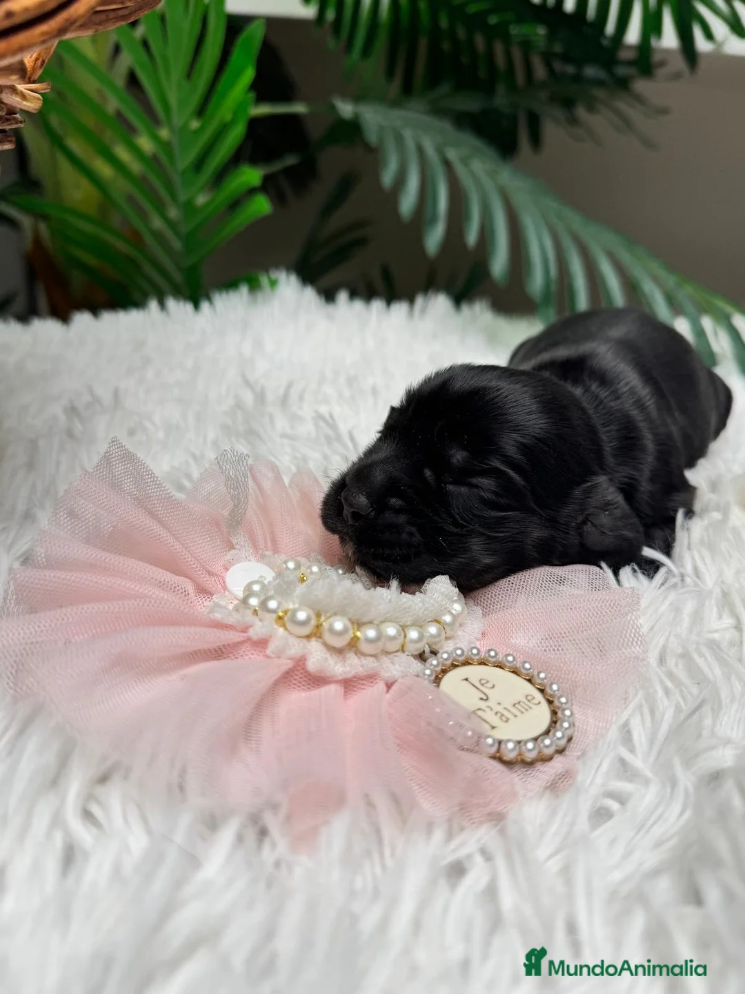 Cocker Spaniel Inglés perros en venta: COCKER SPANIEL INGLES - Anuncio 4