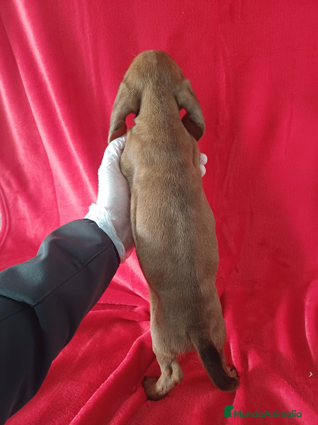 Teckel perros en venta: Teckel Standar  - Anuncio 3