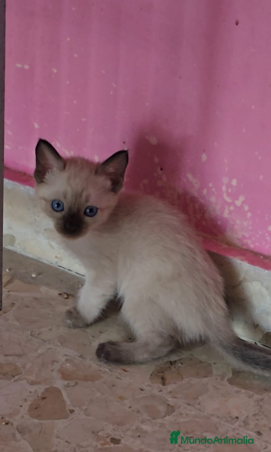 Siamés gatos Gatita siamés  - Anuncio 2