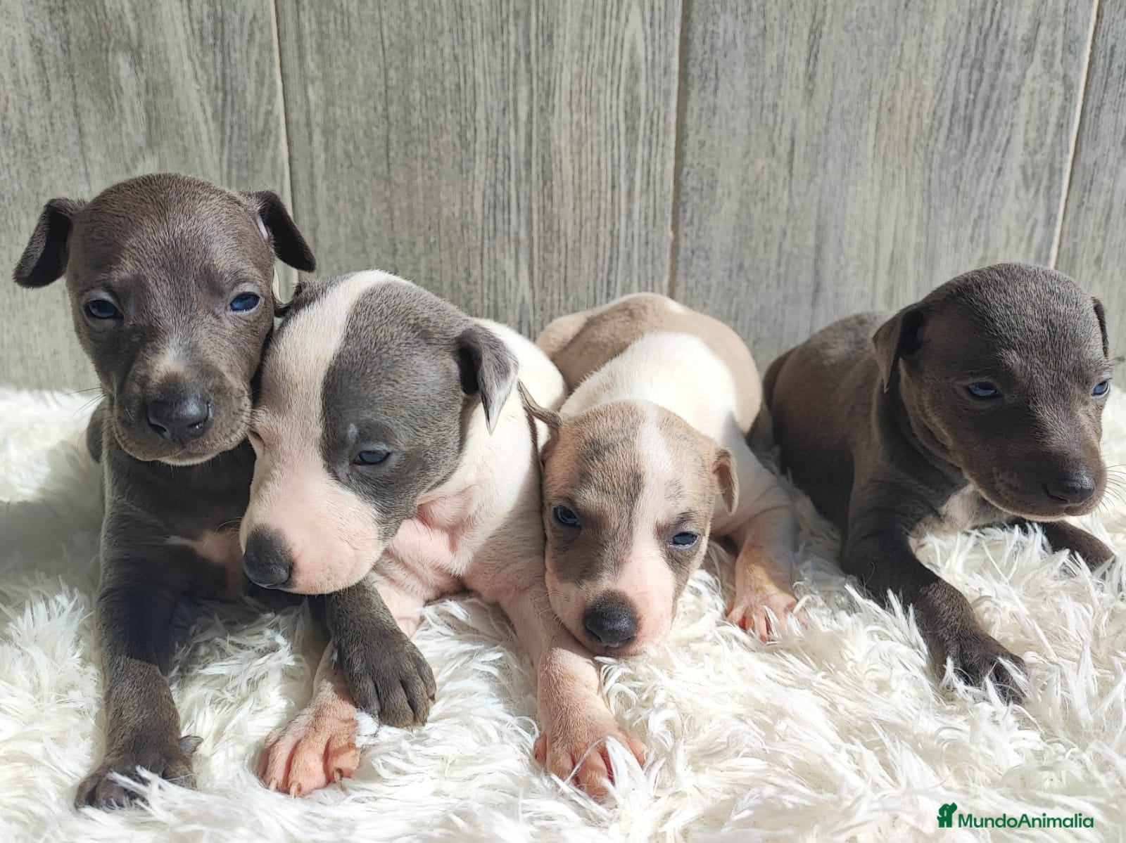 Whippet perros WHIPPET Machos - Anuncio 1