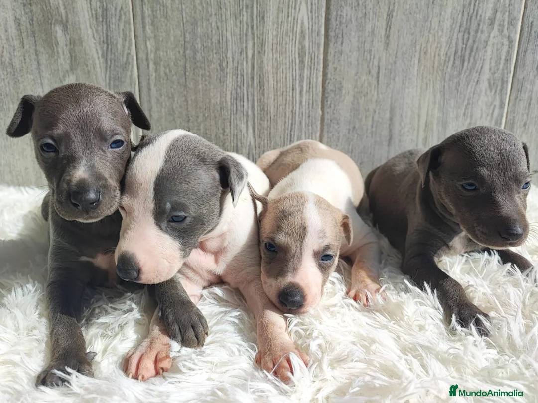 Whippet perros en venta: WHIPPET Machos - Anuncio 1