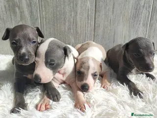 Whippet perros WHIPPET Machos - Anuncio 1