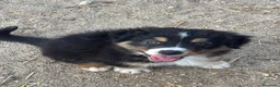 Pastor Australiano perros en venta: Cachorros pastor australiano  - Anuncio 5