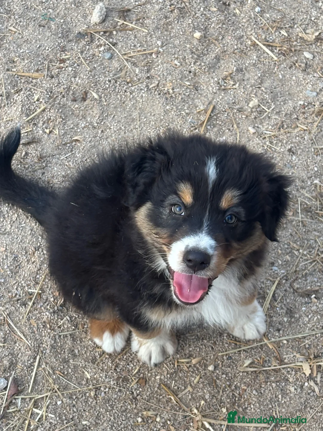 Pastor Australiano perros en venta: Cachorros pastor australiano  - Anuncio 5