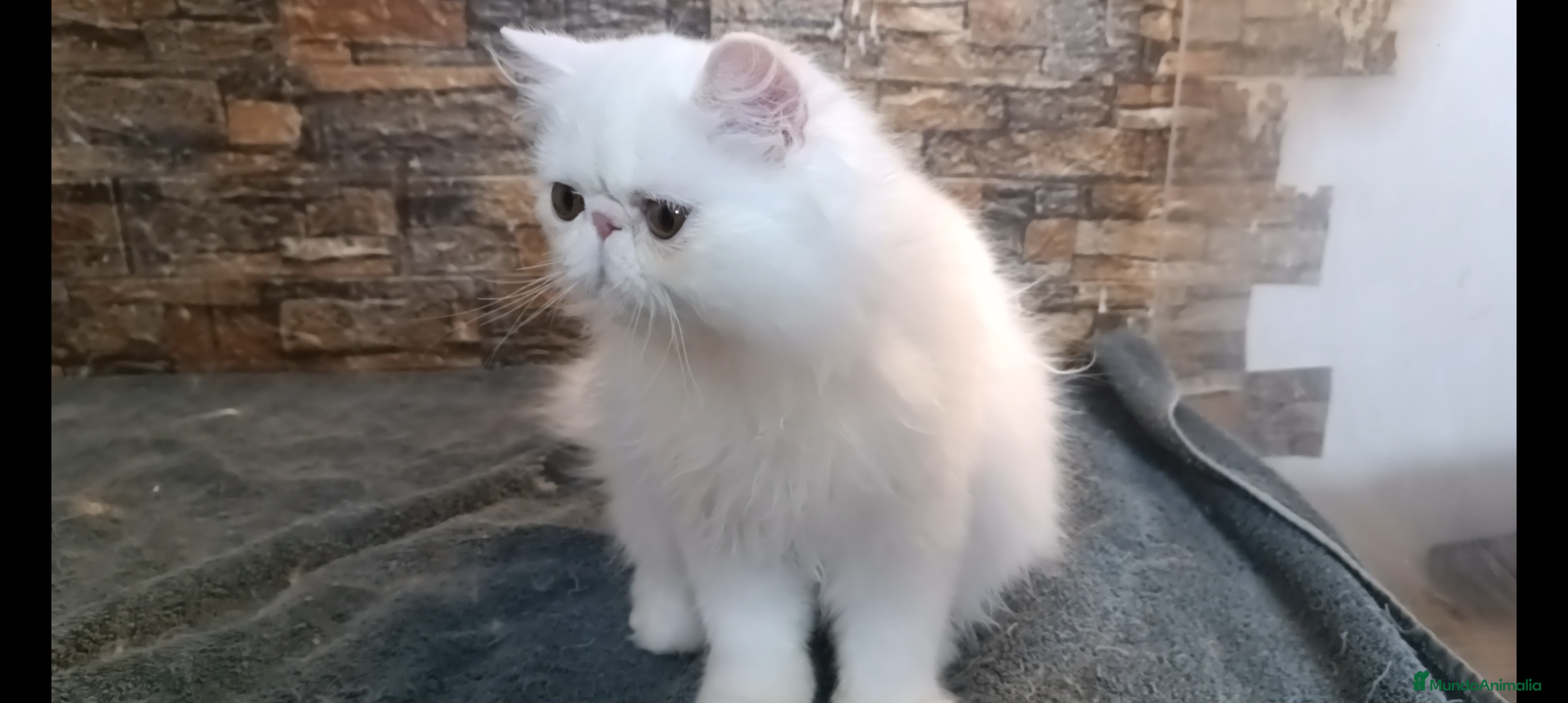 Persa gatos Gatita Pura Persa Blanca - Anuncio 2