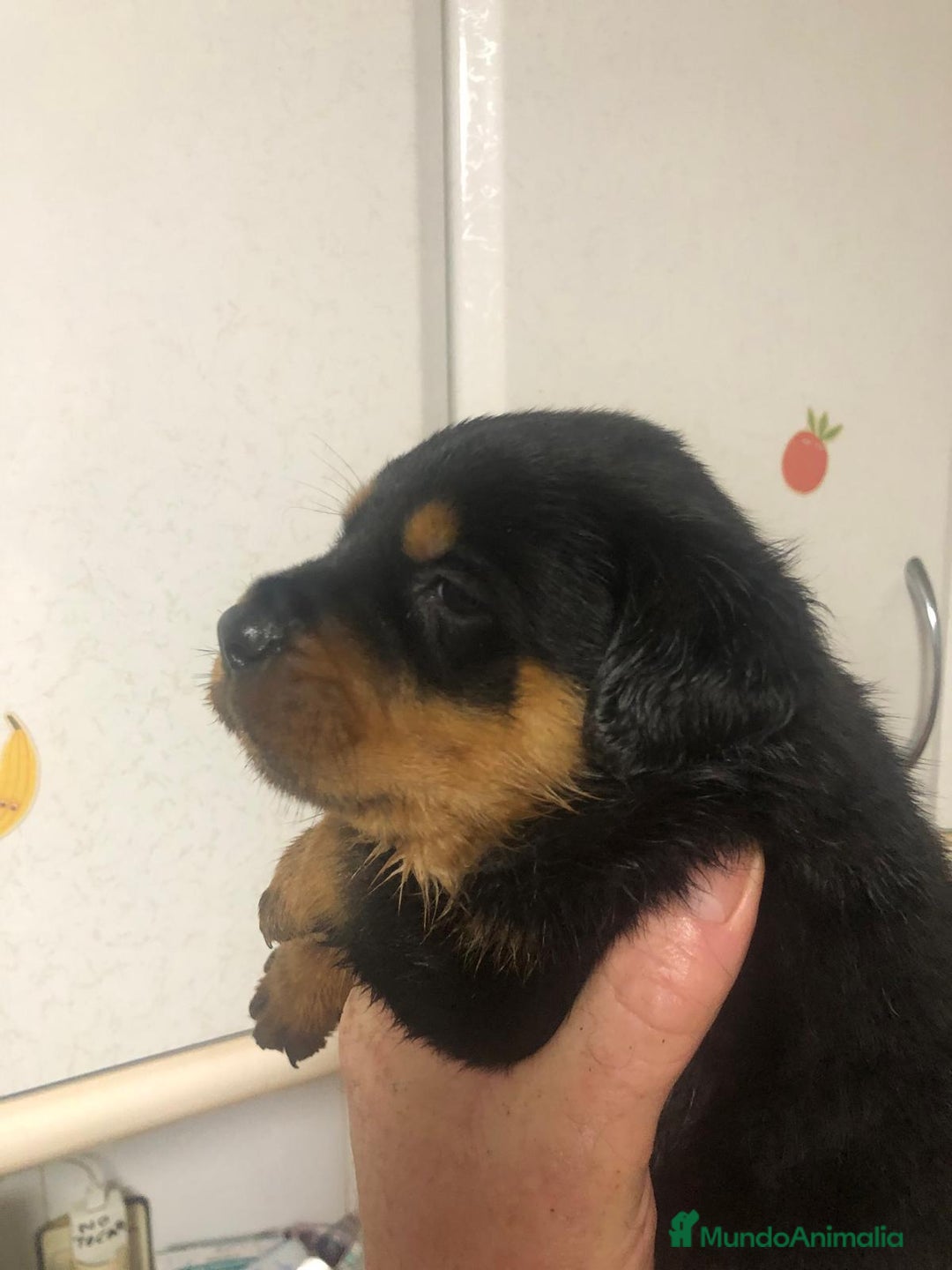 Rottweiler perros en venta: Rottweiler - Anuncio 2