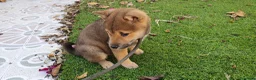 Shiba Inu perros en venta: Shiba Inu Calidad Top - Anuncio 7