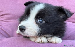 Border Collie perros en venta: Exclusivos Border Collie - Imagen 11