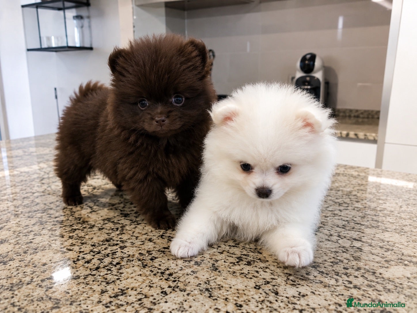 Pomerania perros POMERANIA TODA ESPAÑA  - Anuncio 2