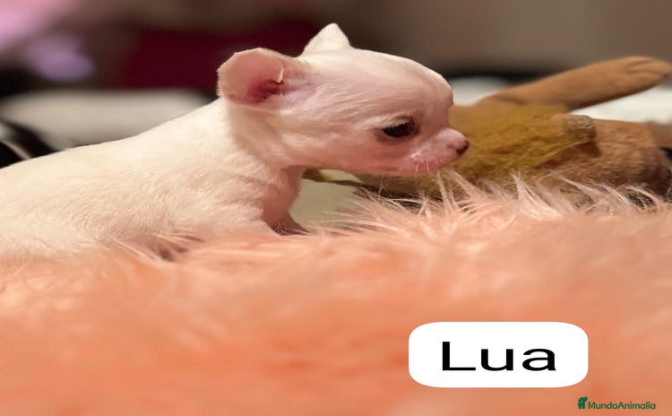 Chihuahua perros - Propaganda 1