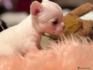 Chihuahua perros CHIHUAHUAS MINI TOYS - Anuncio 21
