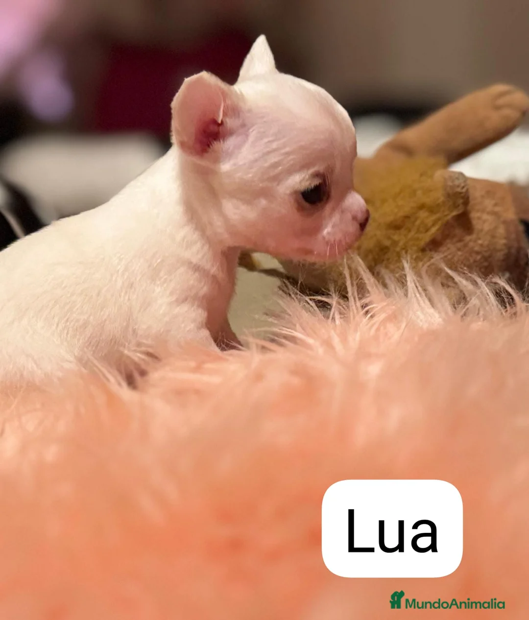 Chihuahua perros en venta: CHIHUAHUAS MINI TOYS - Anuncio 1