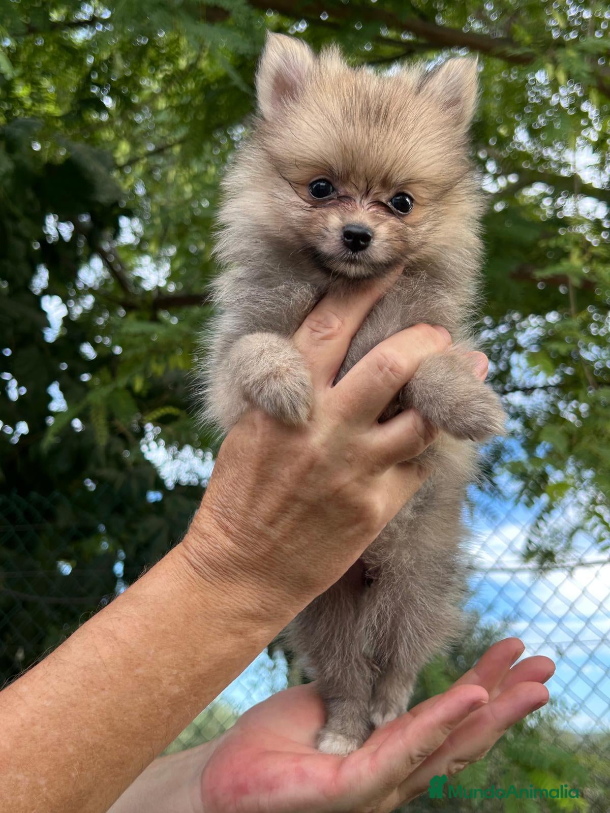 Pomerania perros en venta: Lulú Pomerania precio real - Anuncio 1