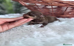 Chihuahua perros en venta: CHIHUAHUA HEMBRA CHOCOLATE & TAN - Imagen 6