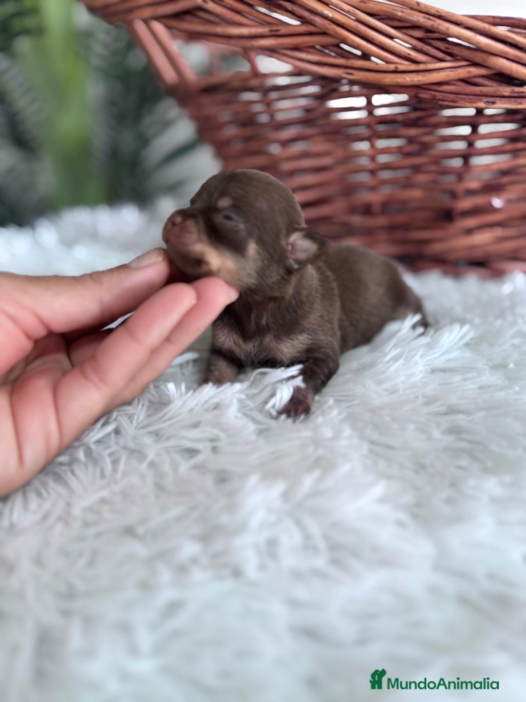 Chihuahua perros en venta: CHIHUAHUA HEMBRA CHOCOLATE & TAN - Imagen 6