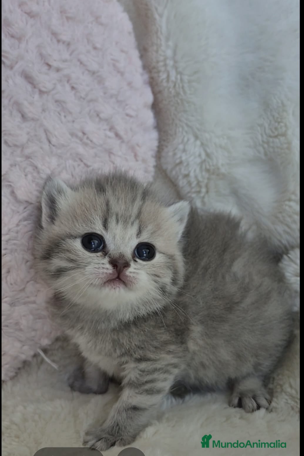 Británico de Pelo Corto gatos Hembra de brithis Golden Blue  - Anuncio 1