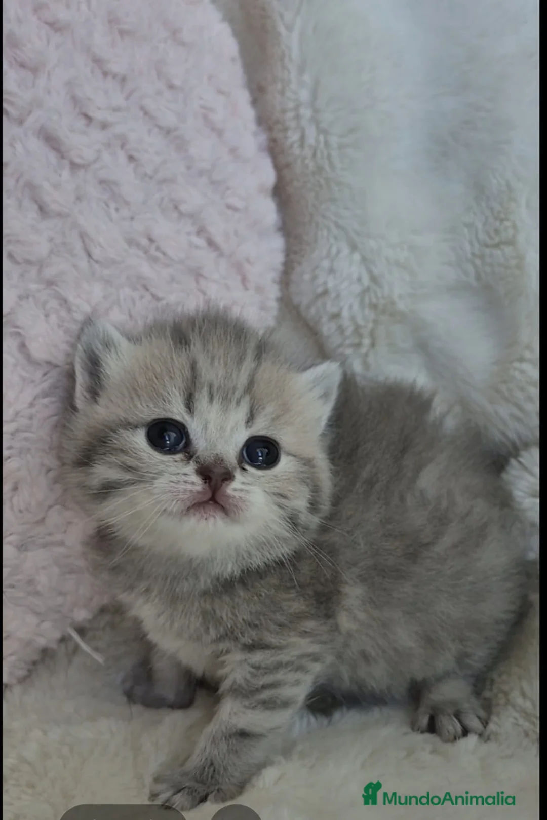 Británico de Pelo Corto gatos en venta: Hembra de brithis Golden Blue  - Anuncio 1