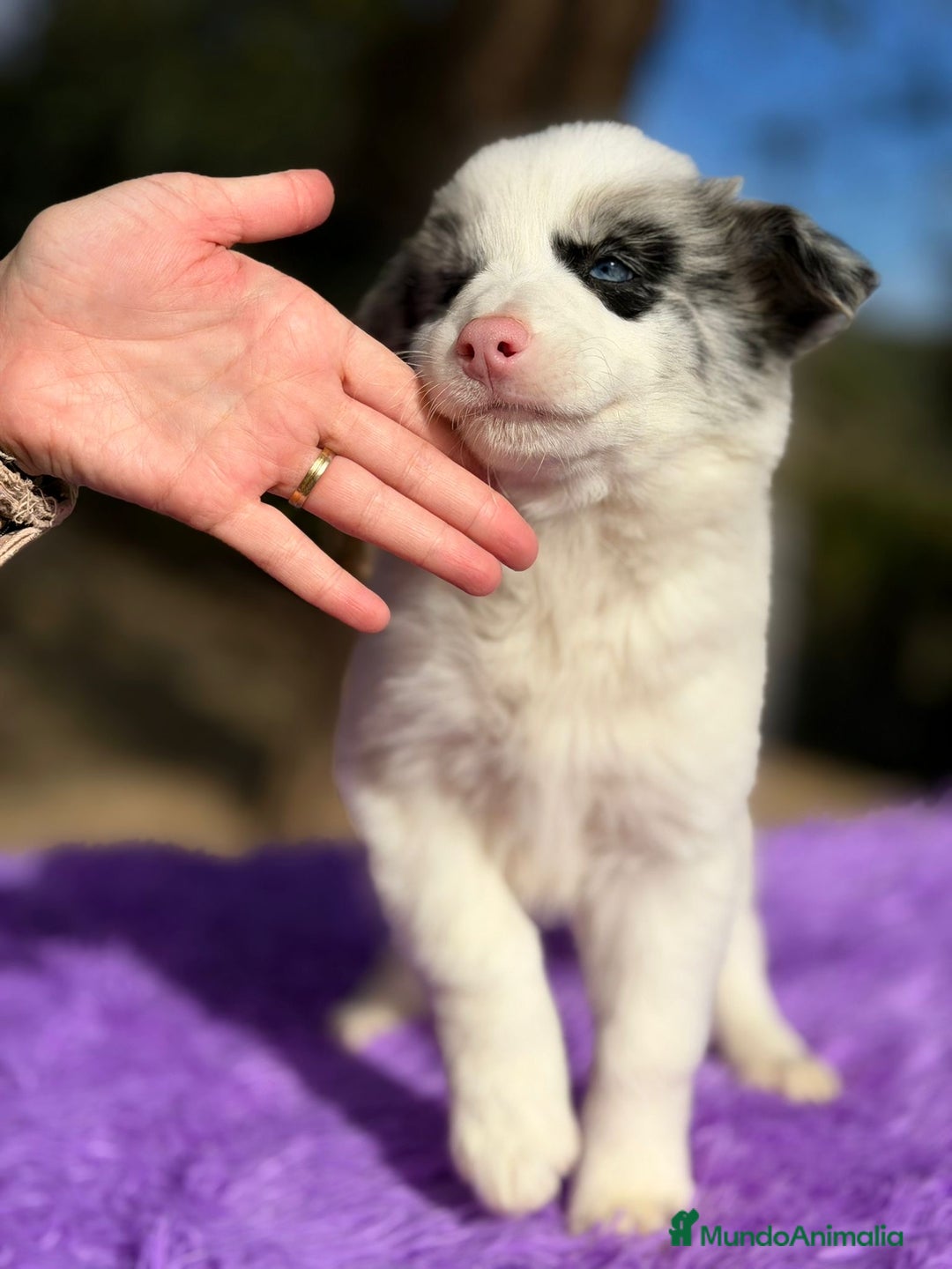 Border Collie perros en venta: BORDER COLLIE MERLE OJOS AZULES - Anuncio 5
