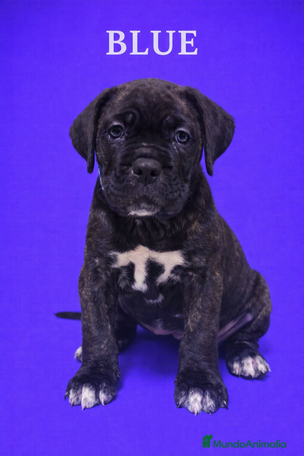 Cane Corso perros Cane corso  - Anuncio 1