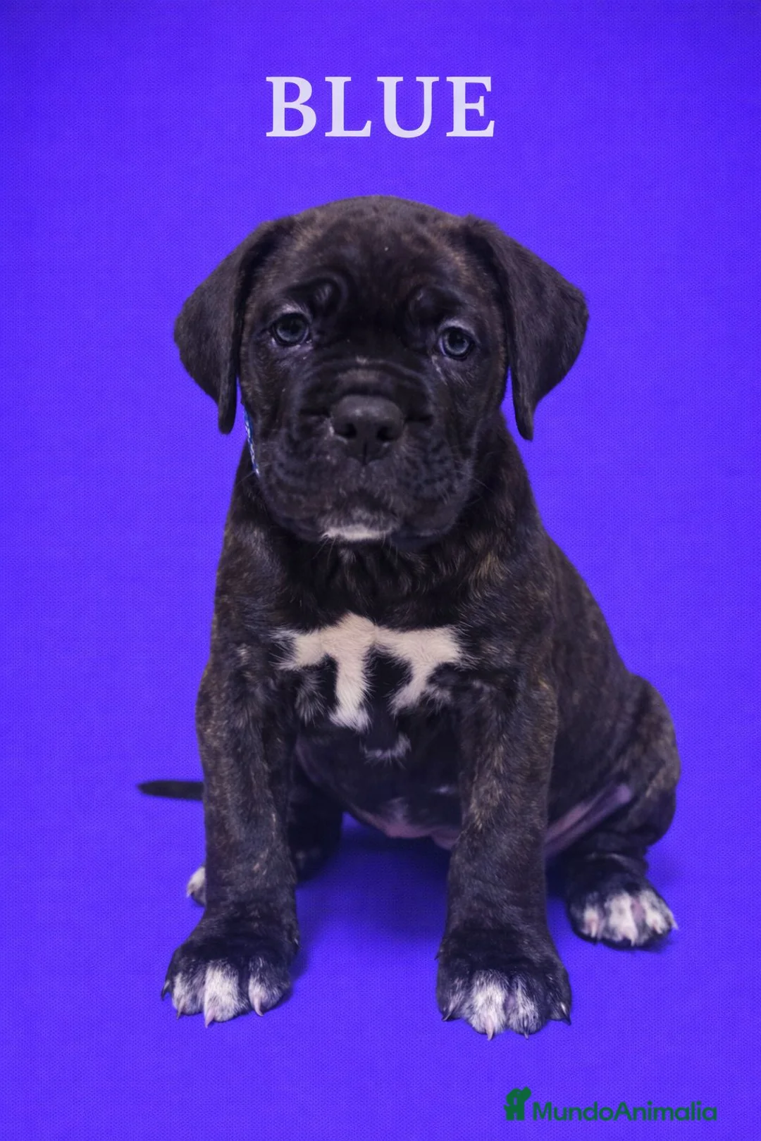 Cane Corso perros en venta: Cane corso  - Anuncio 1