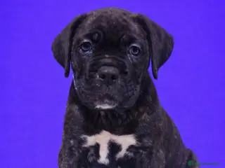 Cane Corso perros Cane corso - Anuncio 1