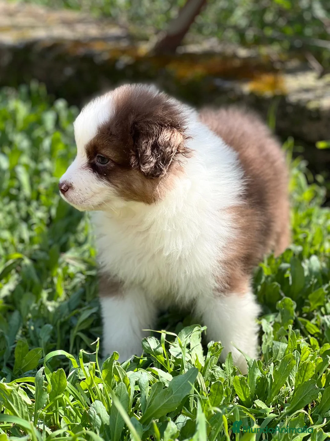 Pastor Australiano perros en venta: Pastor australiano tricolor  en Barcelona - Anuncio 2