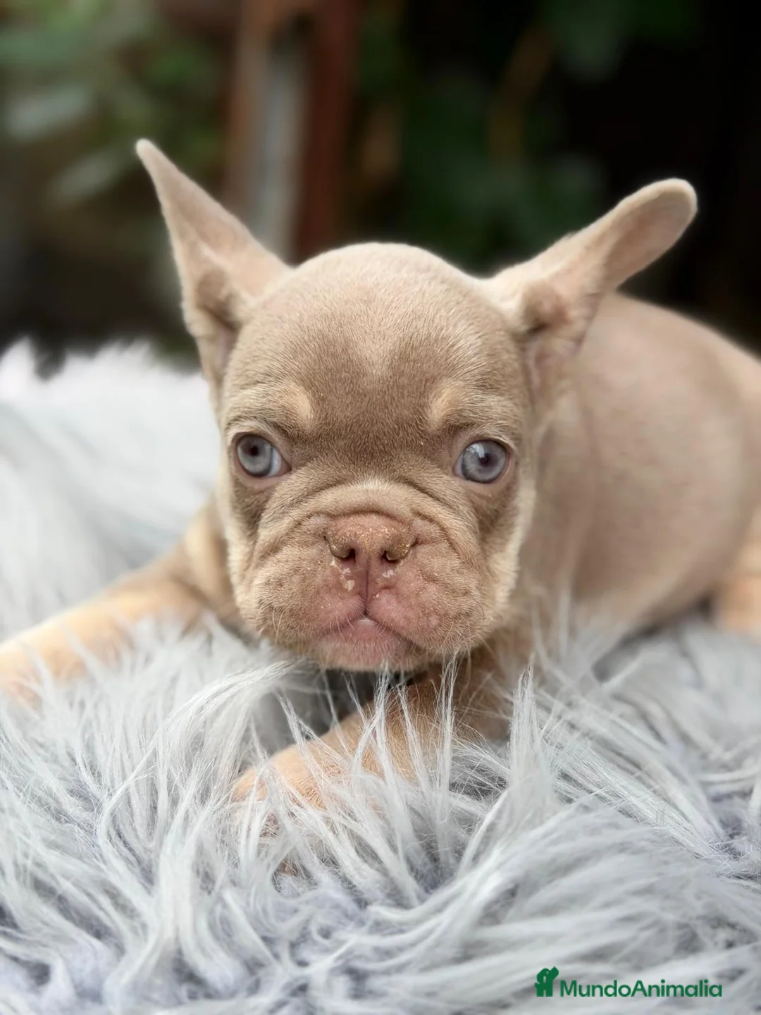 Bulldog Francés perros en venta: BULLDOG FRANCÉS LILAC TAN ESPECTACULAR - Anuncio 5