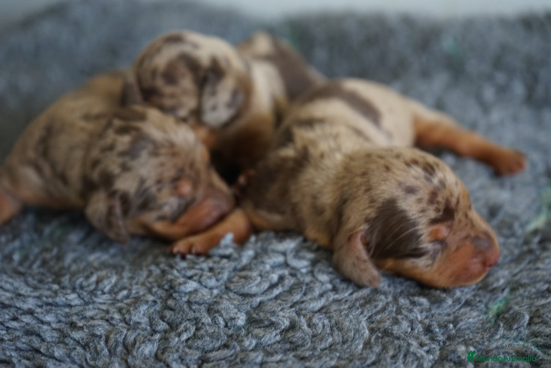 Teckel Miniatura perros en venta: 🐾 Kodat, Byron y Curry – Teckel miniatura 🐾 - Imagen 5