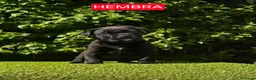 Cane Corso perros en venta: Impresionantes cane corsos maxima calidad - Anuncio 3