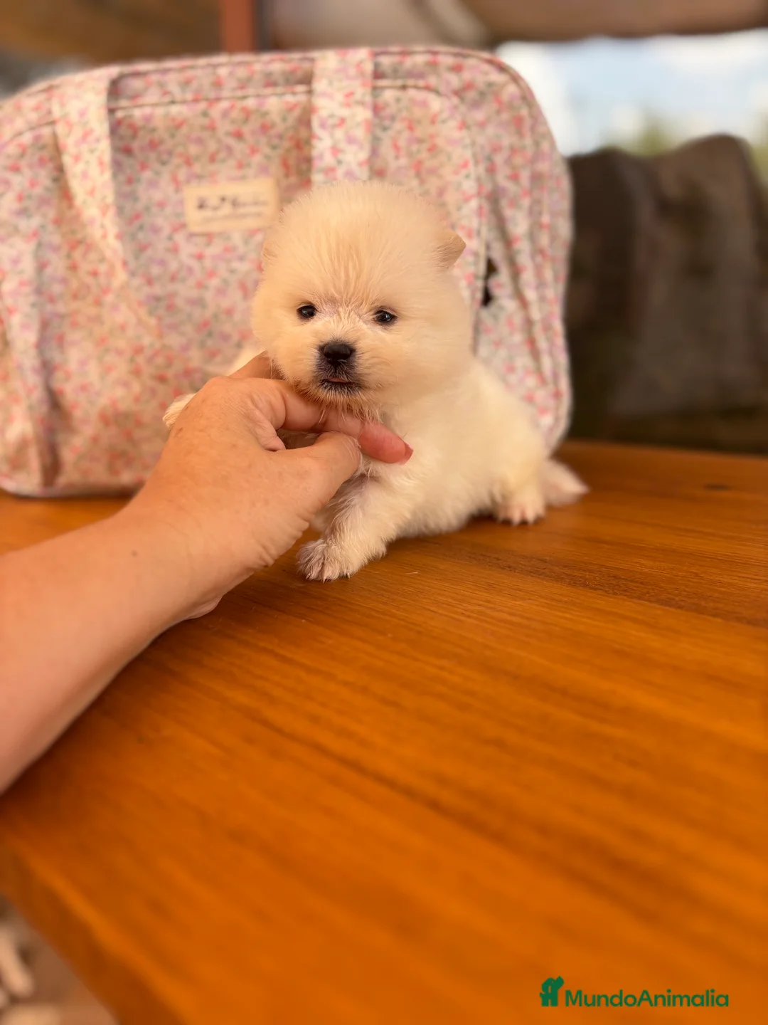 Pomerania perros en venta: Pomerania (lulu de Pomerania) - Anuncio 13