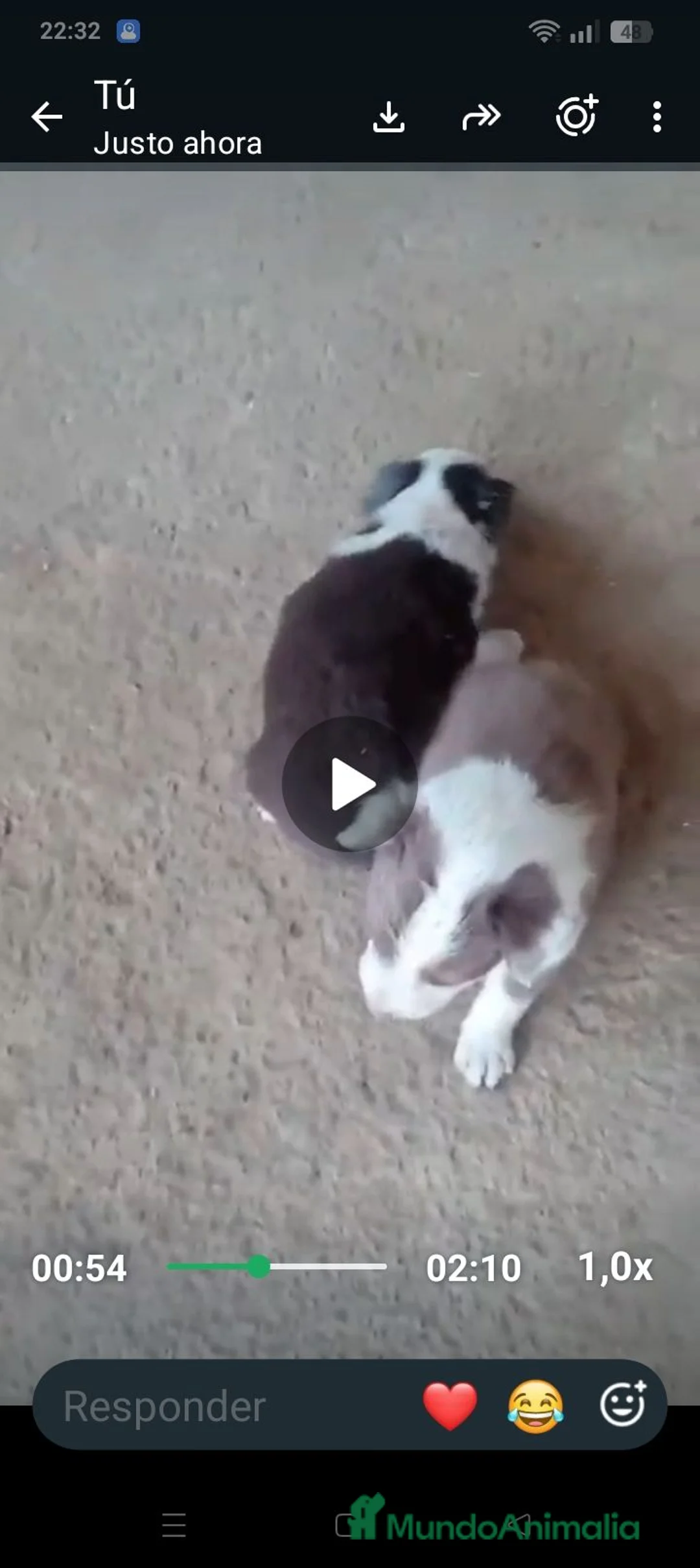 Border Collie perros en venta: Border collie - Anuncio 5