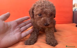 Caniche Enano perros en venta: Caniche enano pequeño  - Imagen 18