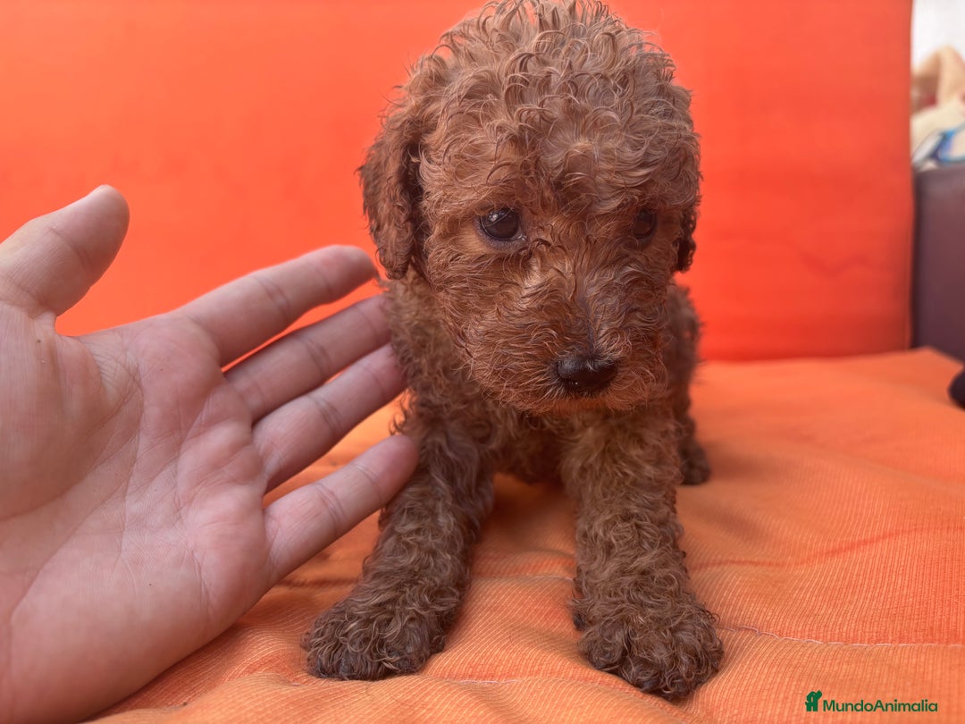 Caniche Enano perros en venta: Caniche enano pequeño  - Imagen 18